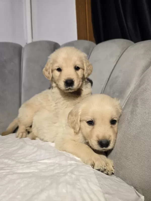 Orjinal Golden Retriever