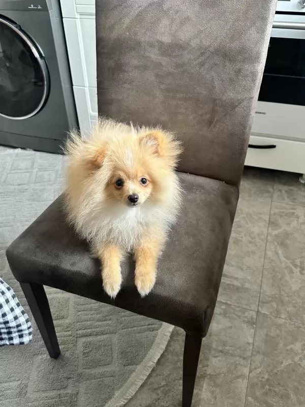 4.5 Aylık Yavru Pomeranian