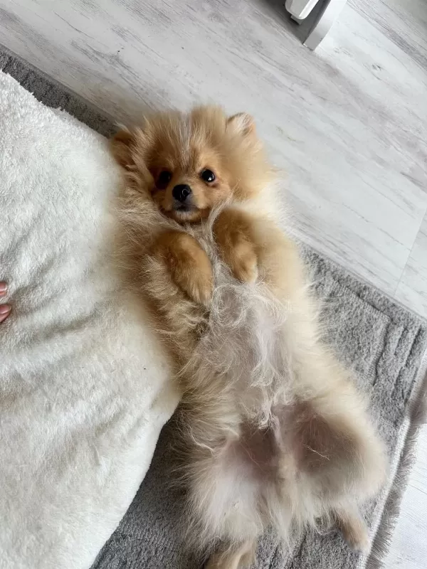4.5 Aylık Yavru Pomeranian