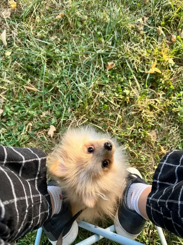 4.5 Aylık Yavru Pomeranian