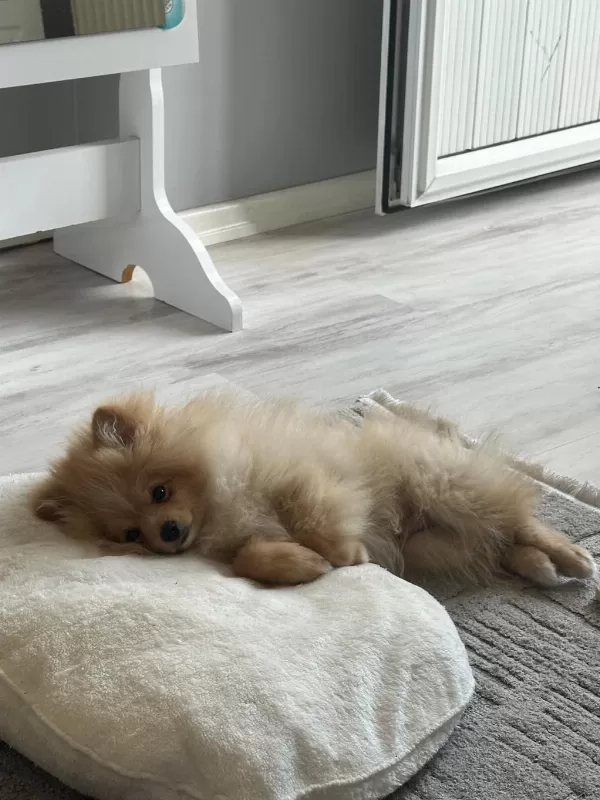 4.5 Aylık Yavru Pomeranian
