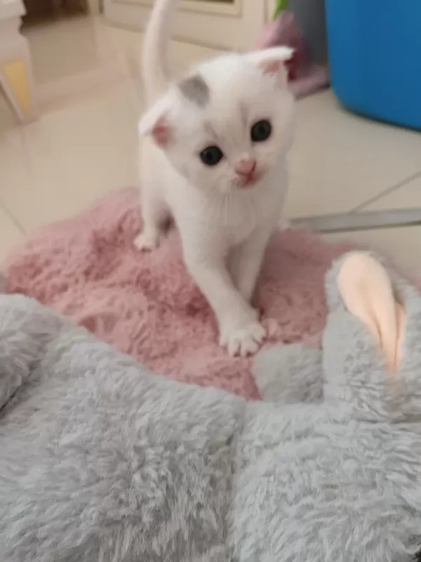 Harika Beyaz Scottish Fold
