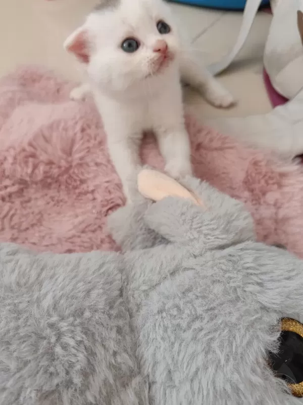 Harika Beyaz Scottish Fold