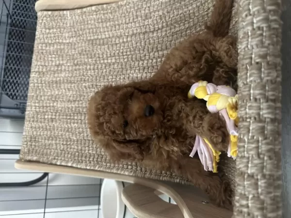 2 Aylık Toy Poodle Bebekler
