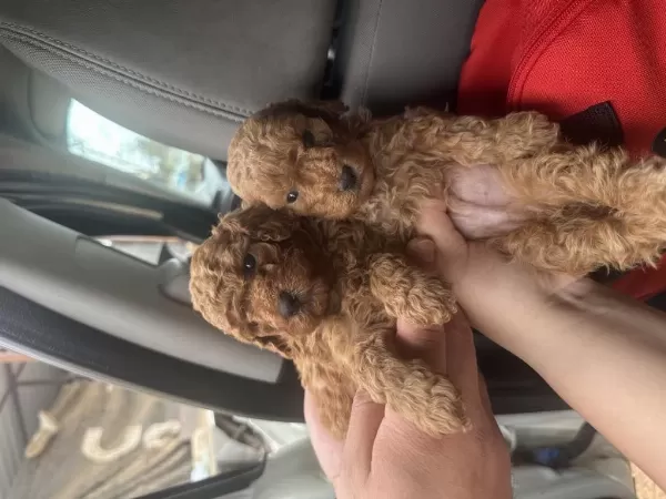 2 Aylık Toy Poodle Bebekler