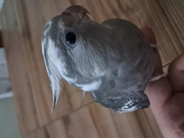 Ele Alisik Bebek Sultanlar