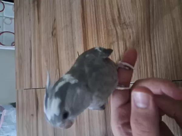 Ele Alisik Bebek Sultanlar