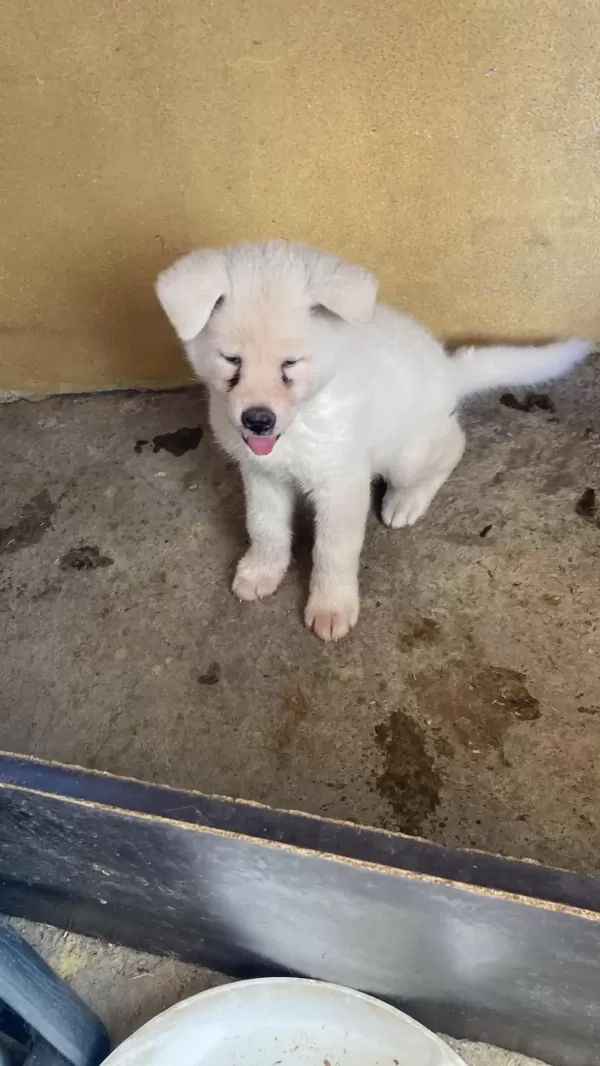 Sağlıklı Beyaz Akita