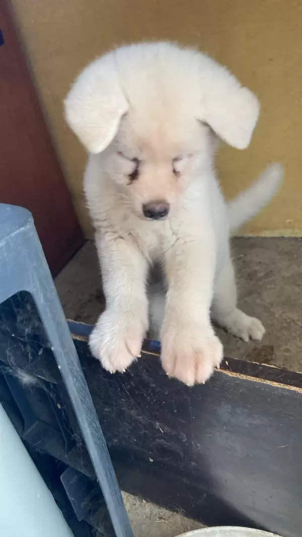 Sağlıklı Beyaz Akita