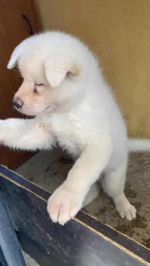 Sağlıklı Beyaz Akita