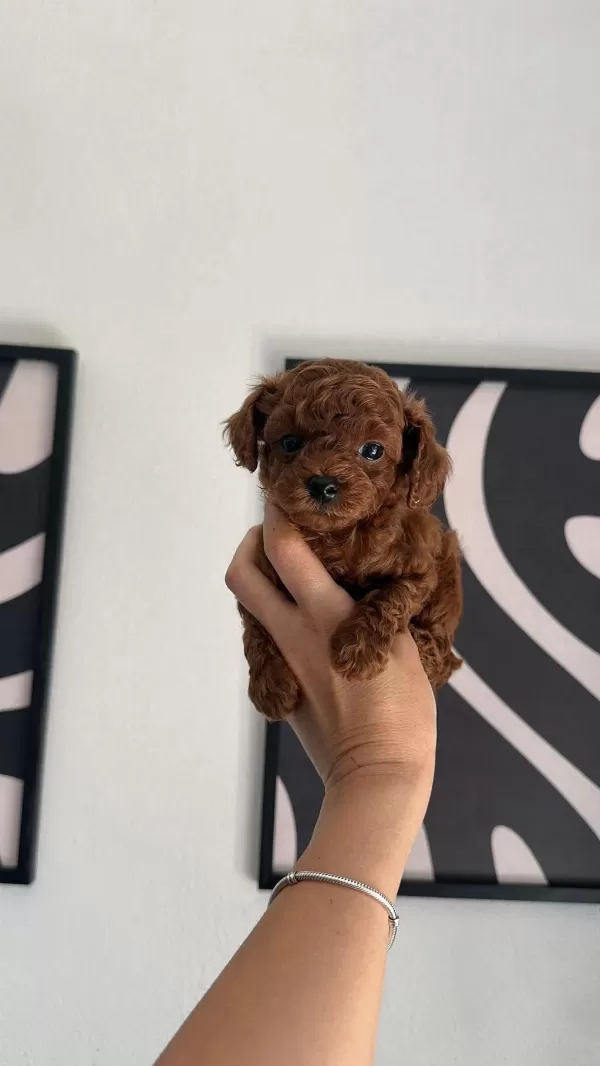 Toypoodle Yavrularımız