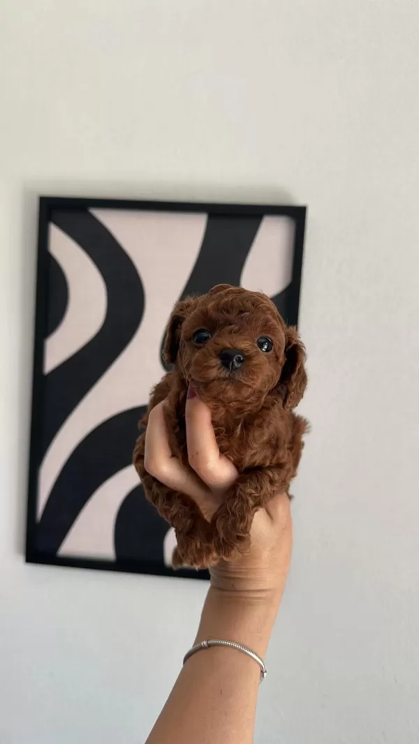 Toypoodle Yavrularımız
