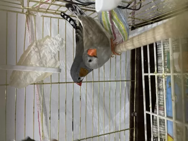 Sağlıklı Çift Hint Bülbülü