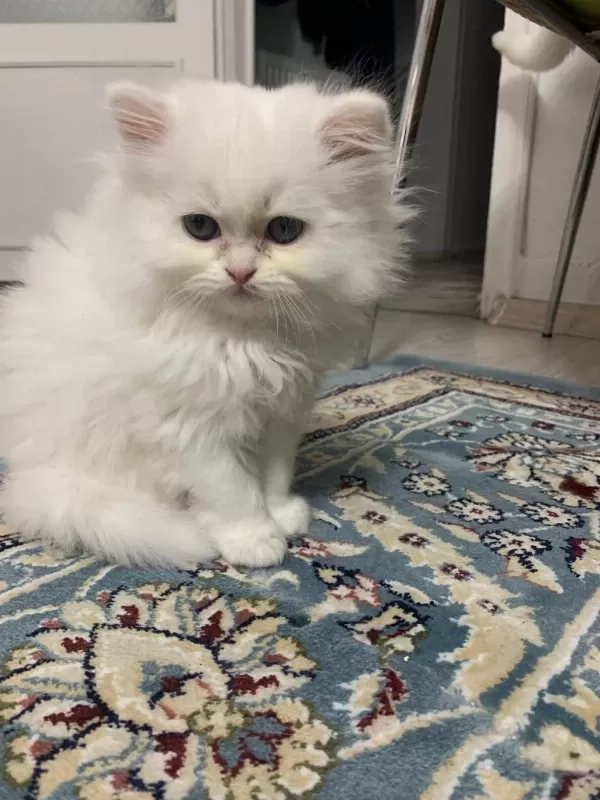 British Longhair Kedidir