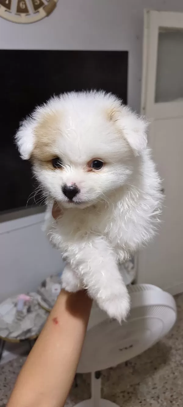 Pomeranian Erkek Ve Dişi Yavrularımız