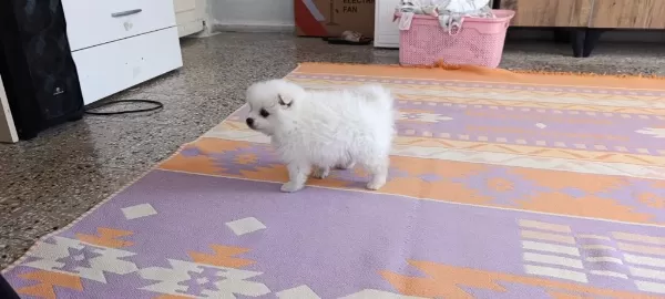Pomeranian Erkek Ve Dişi Yavrularımız