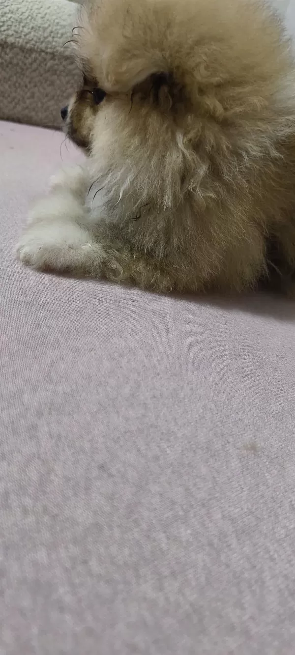 Pomeranian Erkek Ve Dişi Yavrularımız