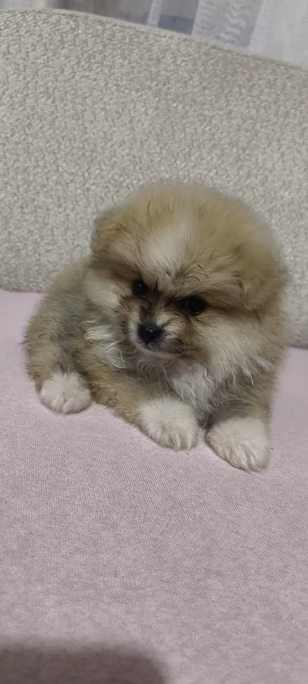 Pomeranian Erkek Ve Dişi Yavrularımız