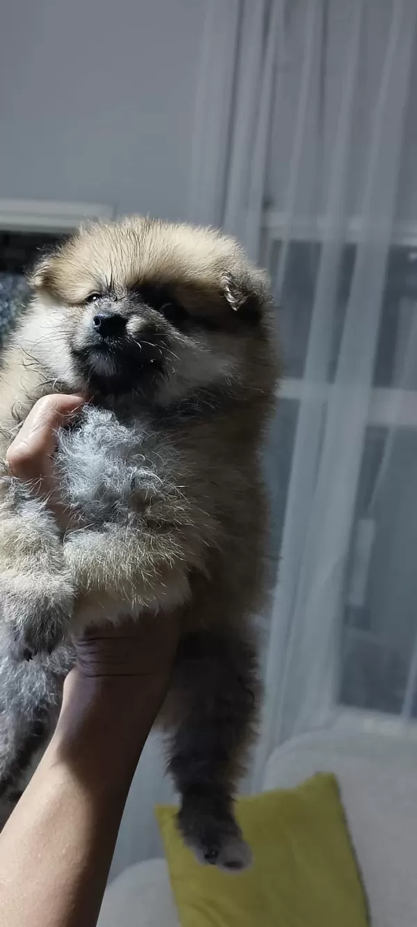 Pomeranian Erkek Ve Dişi Yavrularımız