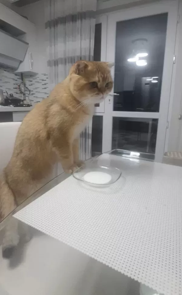 Yuva Arıyoruz Kedimize
