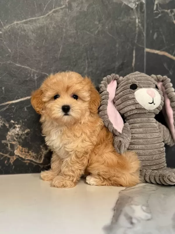 Efsane Maltipoo Yavrular