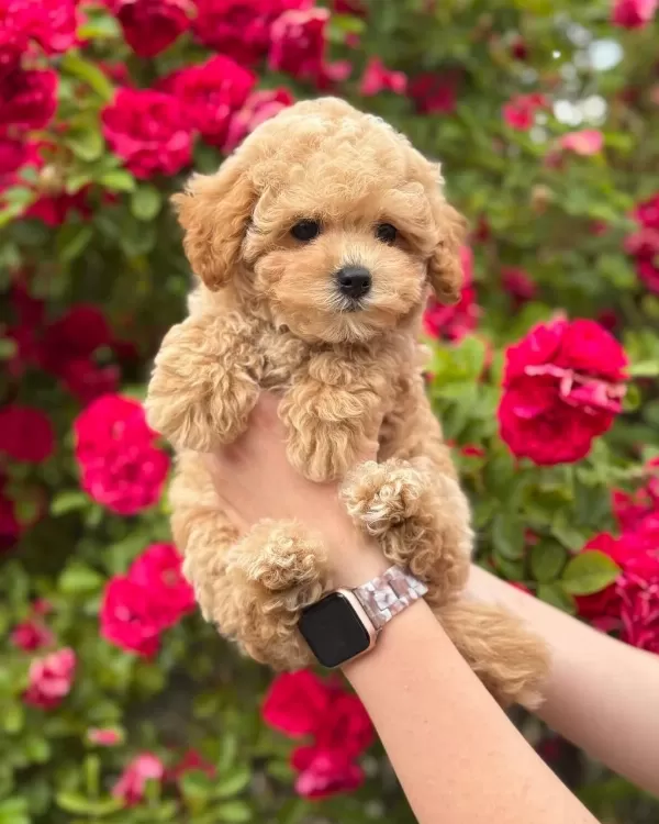 Efsane Maltipoo Yavrular
