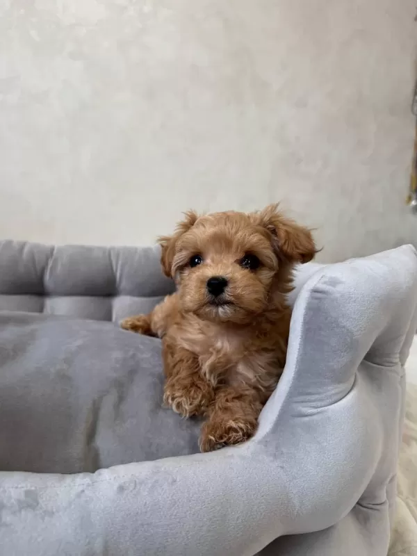 Efsane Maltipoo Yavrular