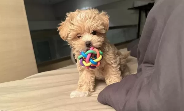 Maltipoo Yavrularımız Aşılı