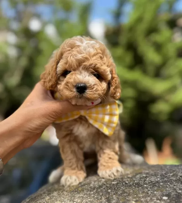 Maltipoo Yavrularımız Aşılı