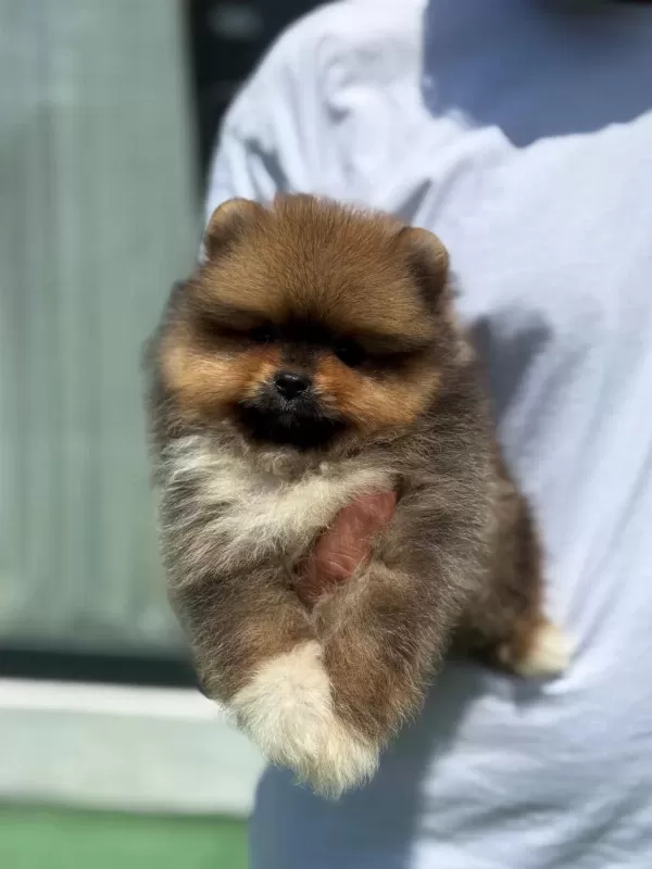 Efsane Pomeranian Boo Yavru Ayıcık Surat
