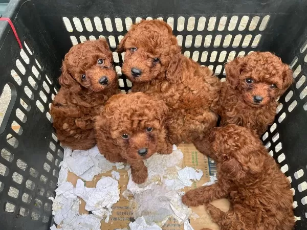 Toy Poodle Kore Yavrular