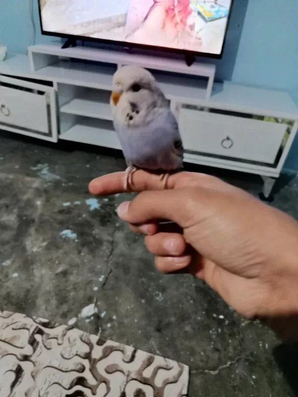 Yavru Muhabbet Kuşu Ele Alıştırmalık