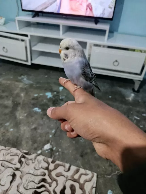 Yavru Muhabbet Kuşu Ele Alıştırmalık