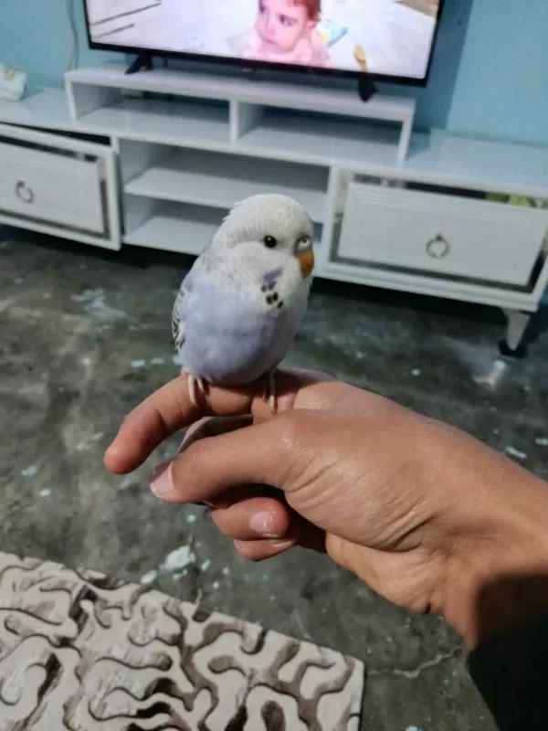 Yavru Muhabbet Kuşu Ele Alıştırmalık