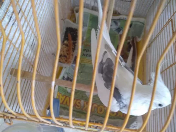 Evde Bakılmış Sultan Papağanı