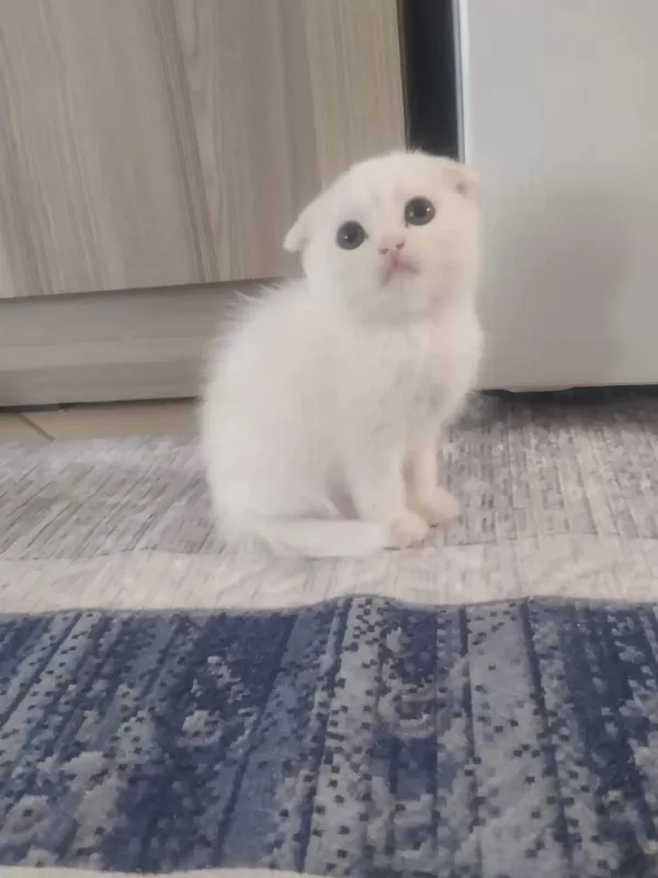 Bebek Kedilerimiz Yeni Yuvasini Ariyor