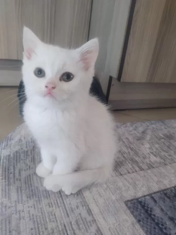 Bebek Kedilerimiz Yeni Yuvasini Ariyor