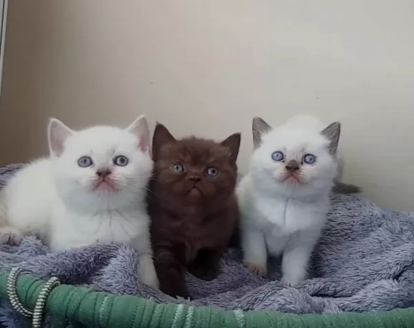 Çok Tatlı British Shorthair Yavrularımız