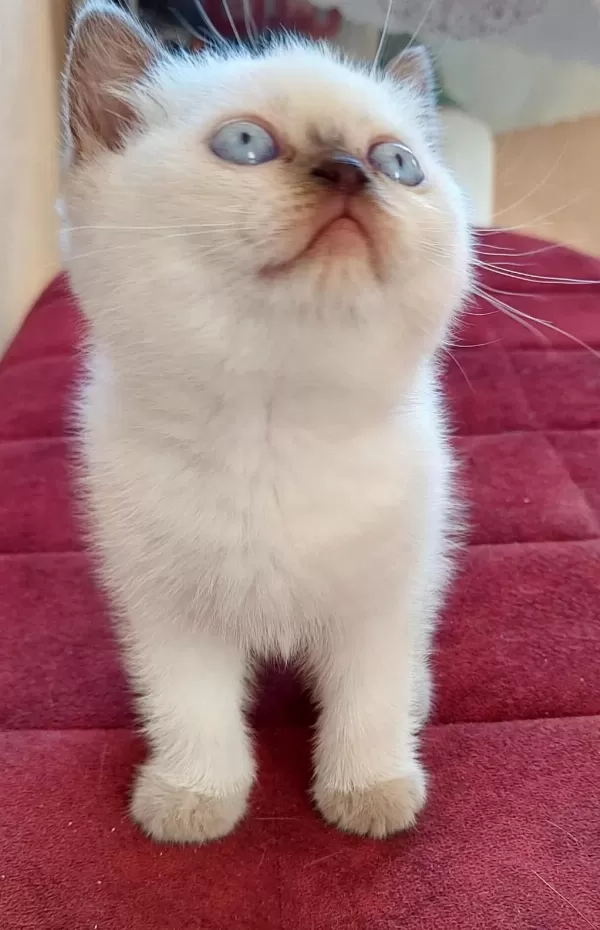 Çok Tatlı British Shorthair Yavrularımız