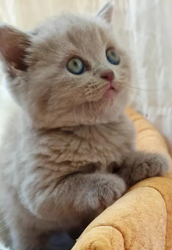 Çok Tatlı British Shorthair Yavrularımız