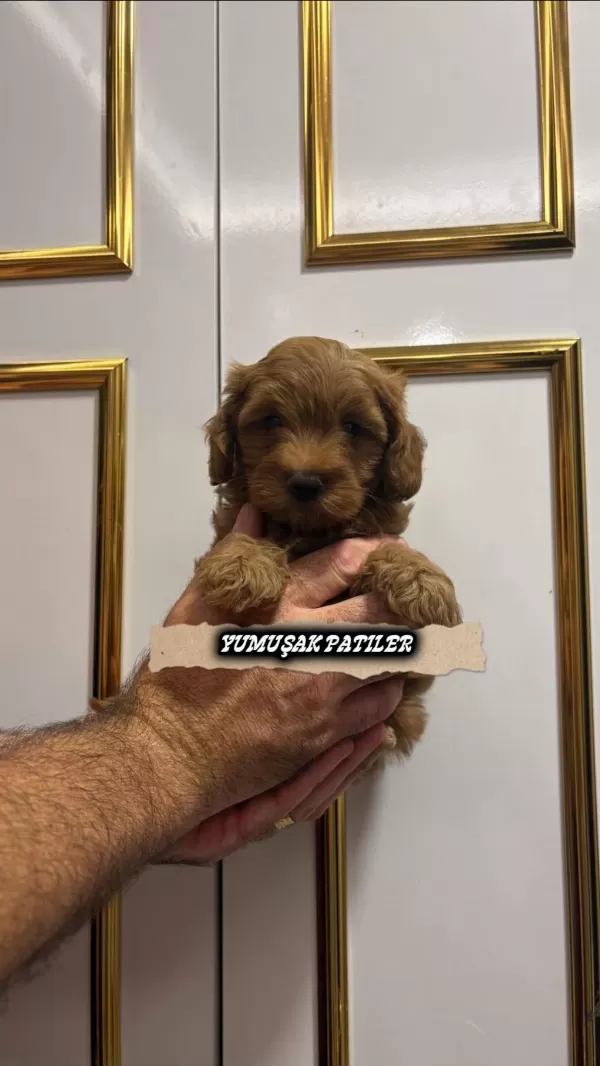 Sevimli İrk Toy Poodle