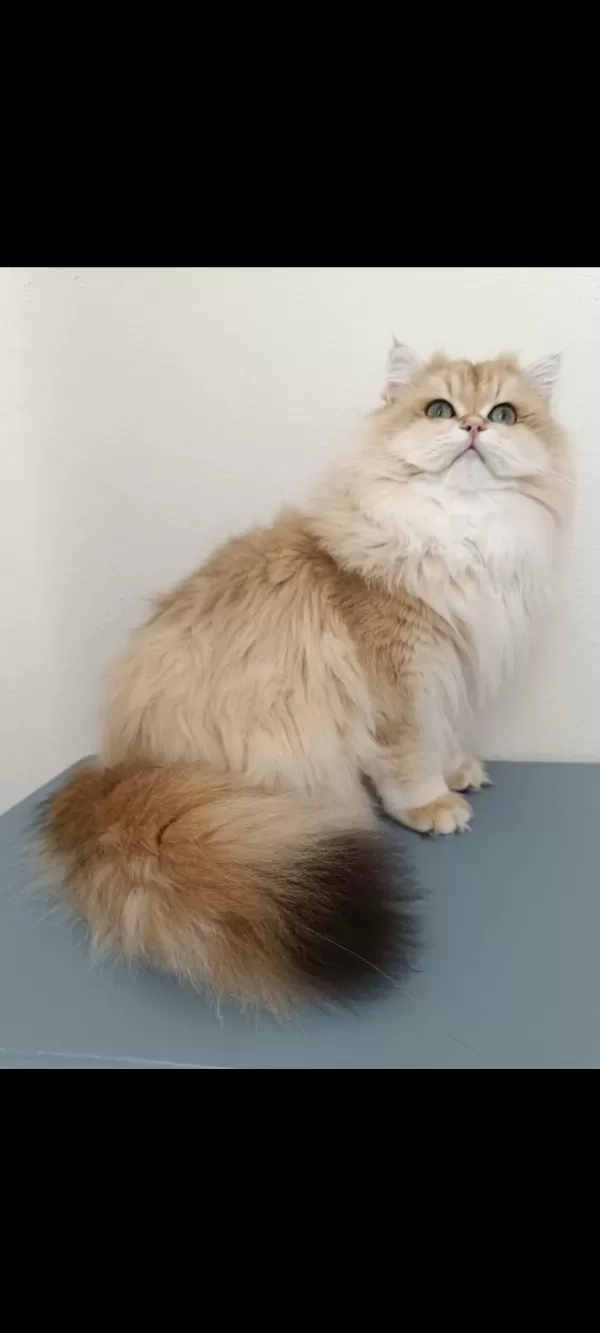 British Longhair Kocaman Centilmen Erkeğim Köfte