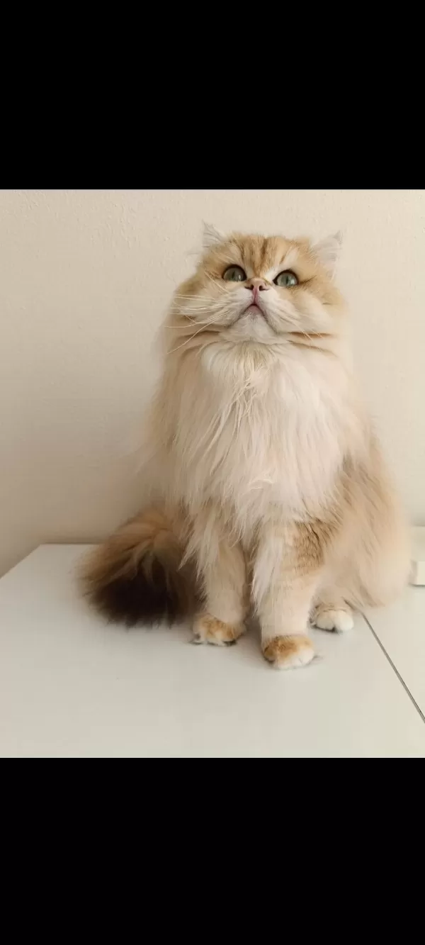 British Longhair Kocaman Centilmen Erkeğim Köfte