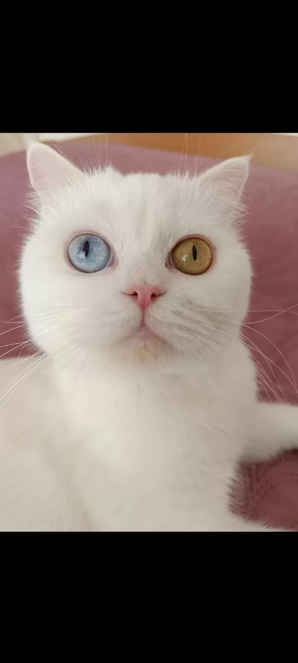 Dünyalar Güzeli British Shorthair Odd Eyes Sütlacım