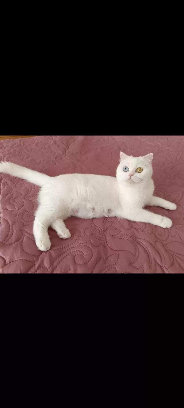 Dünyalar Güzeli British Shorthair Odd Eyes Sütlacım