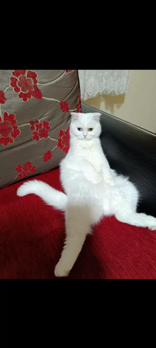 Dünyalar Güzeli British Shorthair Odd Eyes Sütlacım