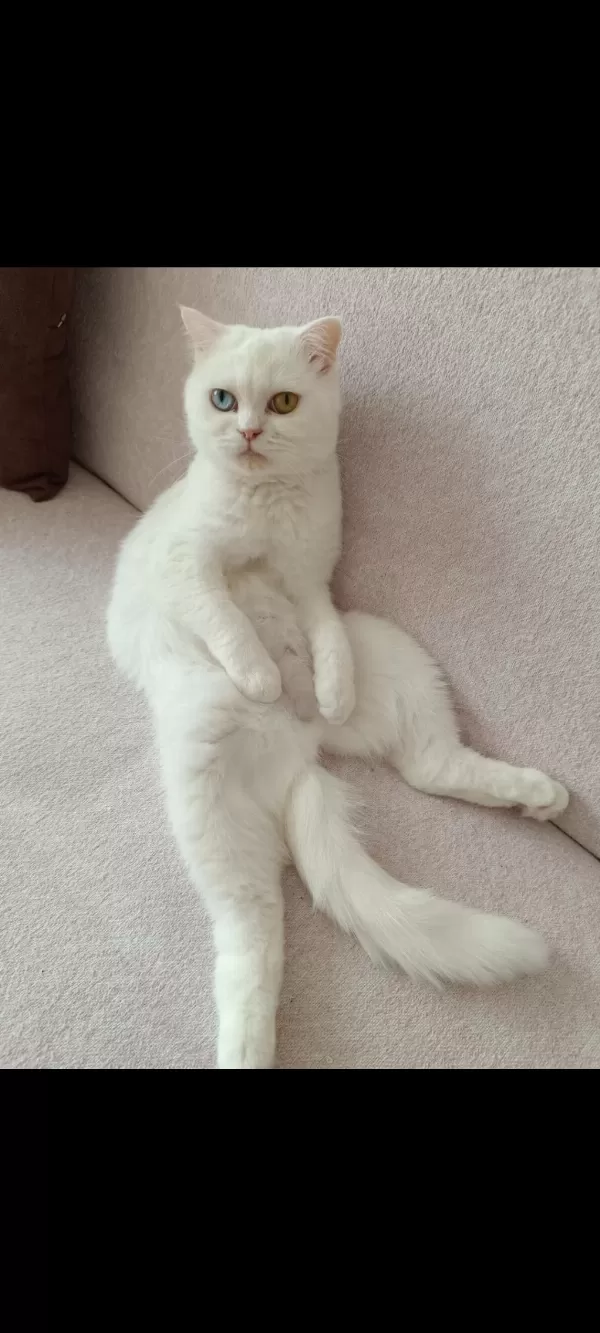 Dünyalar Güzeli British Shorthair Odd Eyes Sütlacım