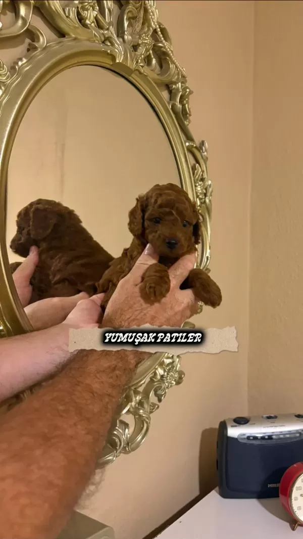 Harika Kore Toy Poodle