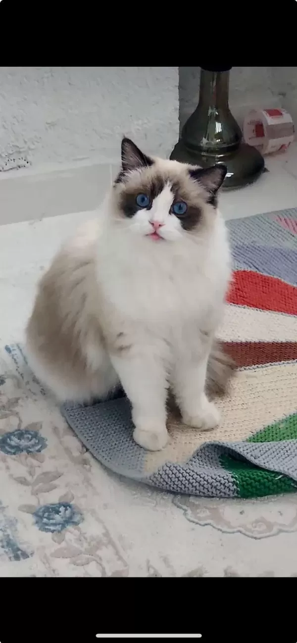 Ragdoll Yavrular 5 Günlük