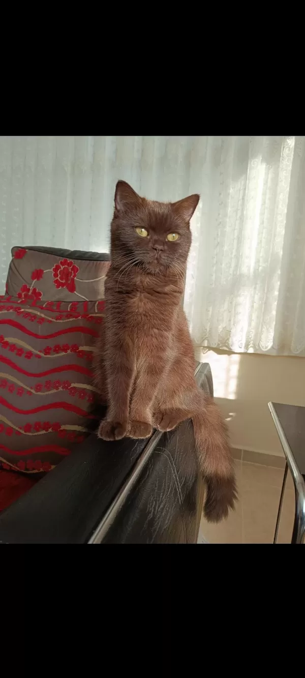 Çikolata Tatlılığında British Shorthair Kedim